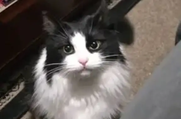 Lost cat, Mount Prospect Crescent, 23B, Belmont - female, long fur, no collar - photo