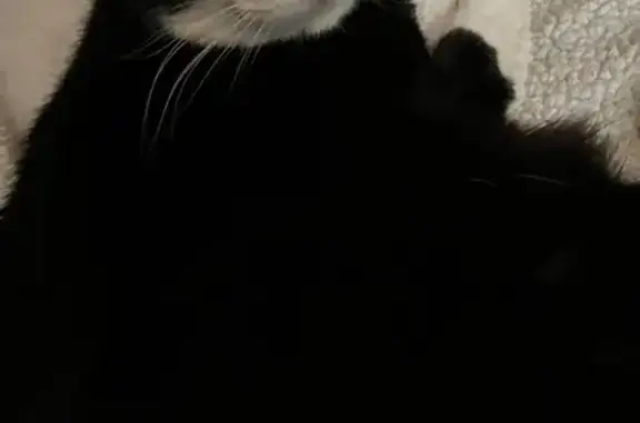 Missing cat Arlington, photo: Lost cat, Rosewood Street, Medford, Arlington - male, black and white
