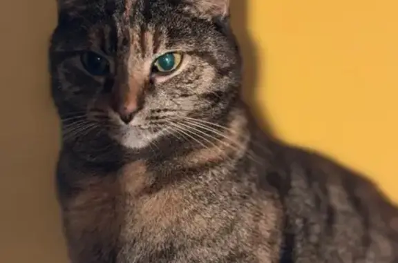 Lost cat, Thame Road, Longwick, High Wycombe - female tabby with black stripes and ginger colouring - photo