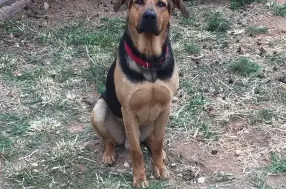 Perro perdido macho, Casinos,...