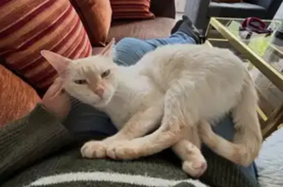 Chat perdu, Passage de la Providence, 6, Paris — mâle, blanc et roux clair - photo