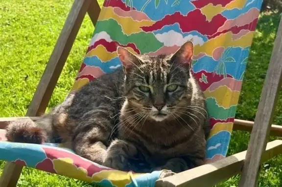 Perdu chat femelle, Route de Montboulin, 16, Saint-Martin-d'Auxigny, Paris - robe rayée jaune, grise et noire - photo