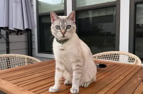 Lost pets Atlanta, photo: Lost cat, Liberty Parkway Northwest, 1088, Atlanta - female with blue eyes and a blue collar
