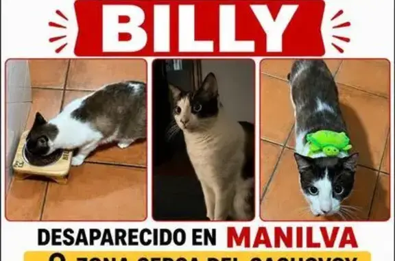 Perdido gato macho, Manilva, A...