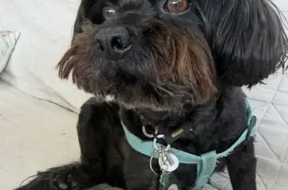 Perdido perro macho, Avenida d...