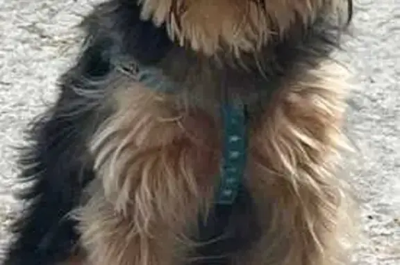Perro perdido, Camiño da Lagar...