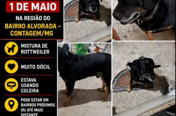 Cachorro perdido Macho (brl002...