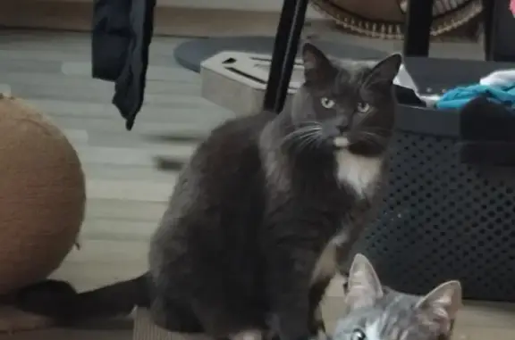 Animaux perdus Paris, photo: Perdu chat femelle, Cité Caventou, Landerneau, Paris - grise avec cravate blanche
