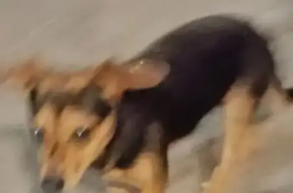 Cachorro encontrado Macho (brf...