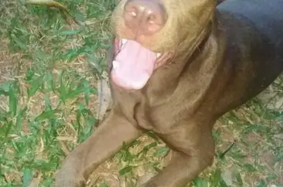 Cachorro perdido Macho (brl002...