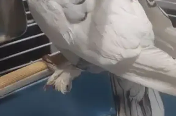 Found bird, Union Street, Kitc...