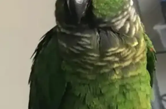 Lost bird - female, Kennedy, F...