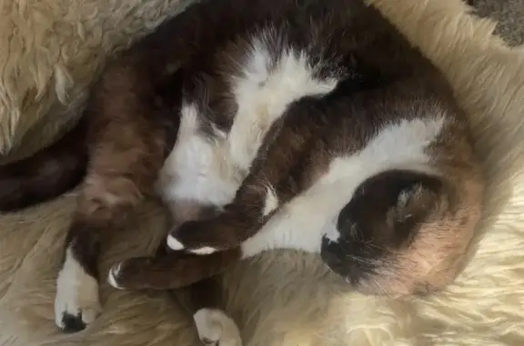 Animaux perdus Toulouse, photo: Chat perdu, Rue Bessières, 19, Toulouse - femelle