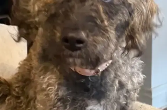 Lost pets Rochester, photo: Lost dog, Lime Street, City of Rochester, Rochester - female