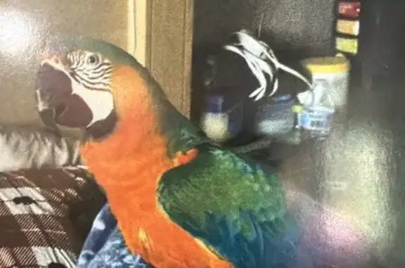 Lost bird, North Duluth Way, 4...