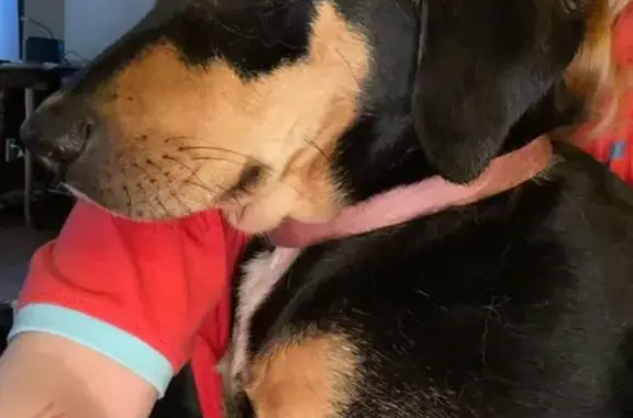 Lost dog, Colony Cove, 95, Savannah - female, black with brown spots - photo