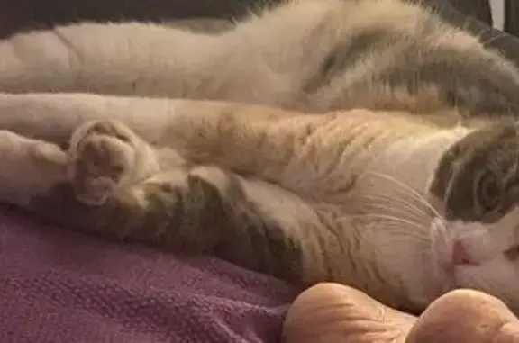 Perdido gato hembra, El Chapar...