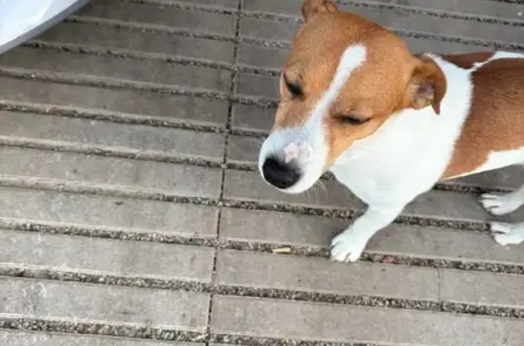 Perro encontrado macho, Avingu...