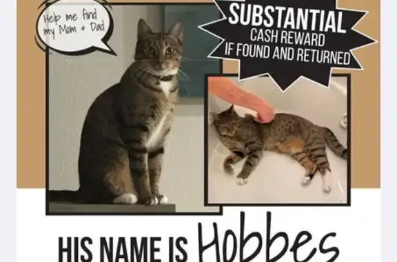 Lost cat, North Temple, 1400, Salt Lake City - male tabby with black stripes - photo