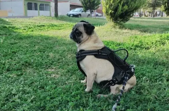 Perrita pug color cafe, tiene ojos un poco grandes de lo normal, parte de su cara es color negro, y camina un poco chueco