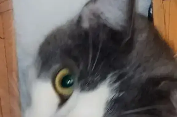 Perdido gato macho, Camí de So...