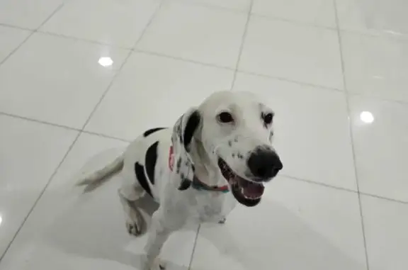 Cachorro encontrado Fêmea (brf...
