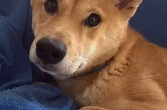 Perdido perro hembra, Desconoc...