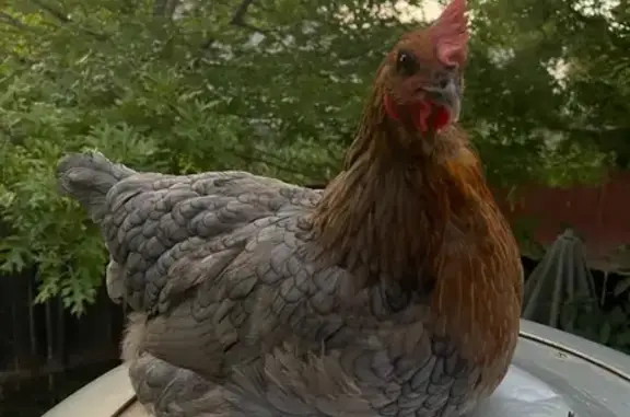 Lost bird, Prairie Hen Lane, 1...