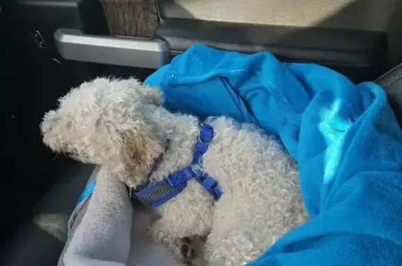 Lost dog, Newcastle Court, 4241, Grand Blanc - female, purple collar, blue harness - photo