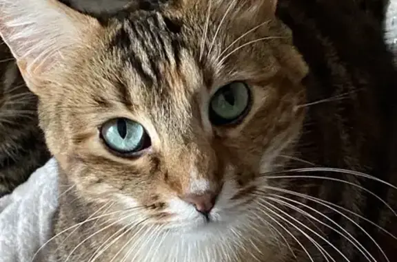 Animaux perdus Bordeaux, photo: Chat perdu, Allée du Makila, 75, Bassussarry, Bordeaux - femelle, craintive et peureuse