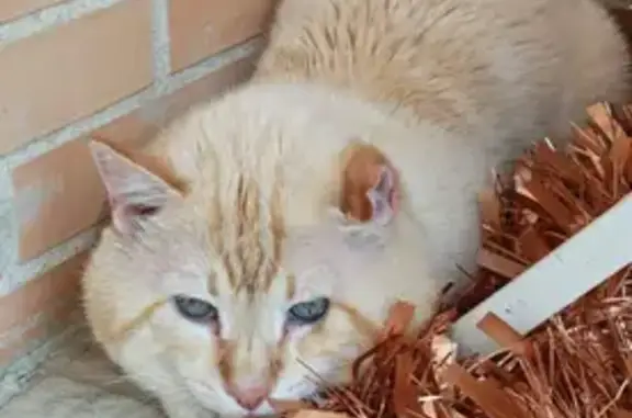 Gato perdido macho, Calle Sier...