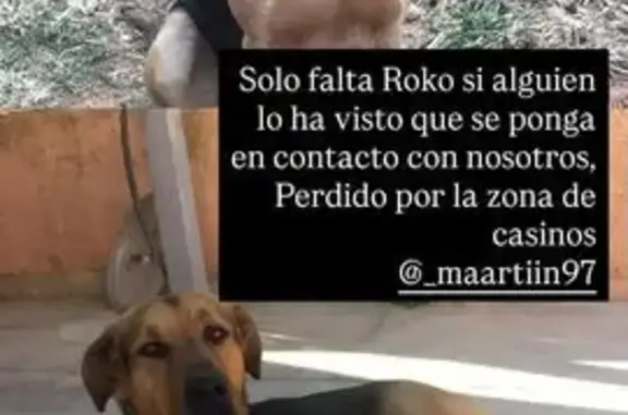 Perro perdido macho, Casinos,...