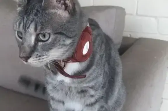Lost pets Adelaide, photo: Lost female cat, Tapleys Hill Road, Adelaide - microchipped, grey tabby