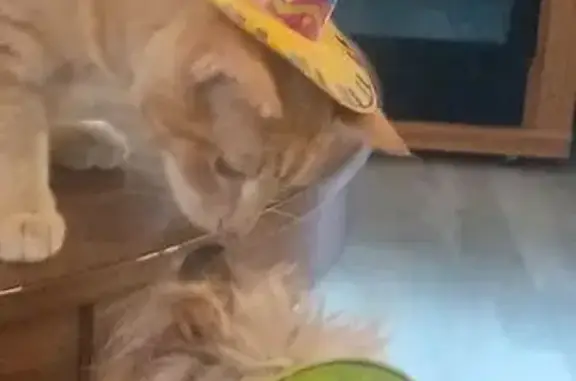 Lost cat, Smith Lane, Arkansas, Arlington - orange tabby with a scar on his nose - photo