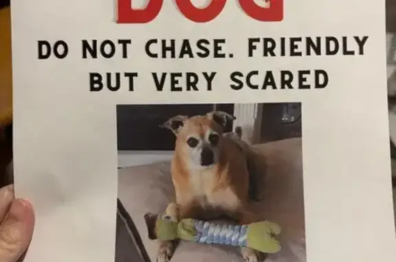 Lost pets San Tan Valley, photo: Lost dog, East Germann Road, 437, San Tan Valley - tan medium-sized mixed breed