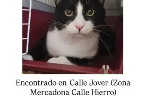 Gato encontrado Castello de la Plana, foto: Encontrado gato macho, Carrer de Jover, 21D, Castello de la Plana - joven y bien cuidado