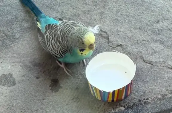 Found pets Raleigh, photo: Found bird, Norwood Road, 12821, Raleigh - budgie parakeet
