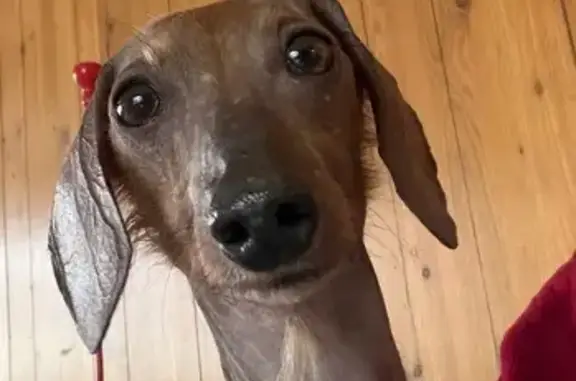 Missing dog Colorado Springs, photo: Lost dog, West Platte Avenue, 1720, Colorado Springs — female mini dachshund, brown, chipped