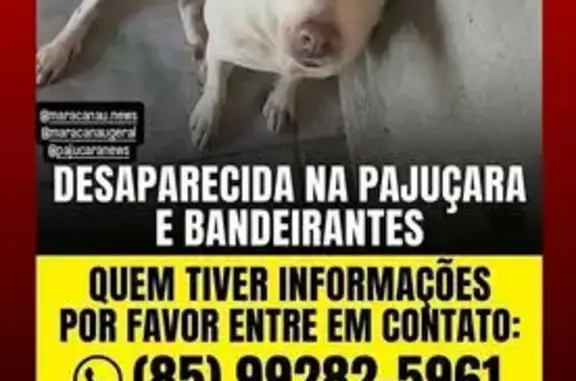 Cachorro perdido Fêmea (brl002828) - photo