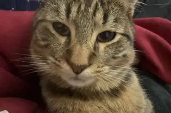 Lost pets Liverpool, photo: Lost cat, Capri Street, Sydney, Liverpool - male tabby with a small tail