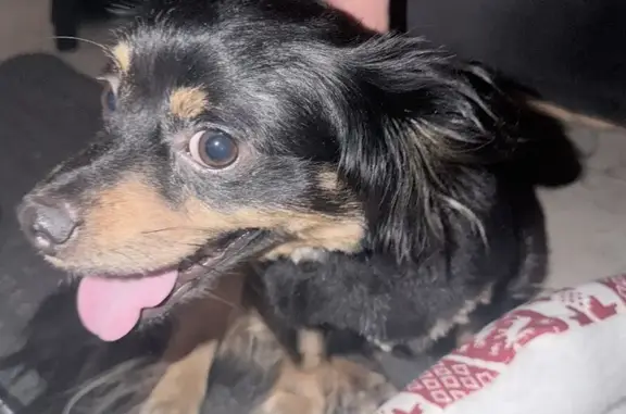 Found pets Hemet, photo: Found dog, North Palm Avenue, 301, Hemet — male, small puppy