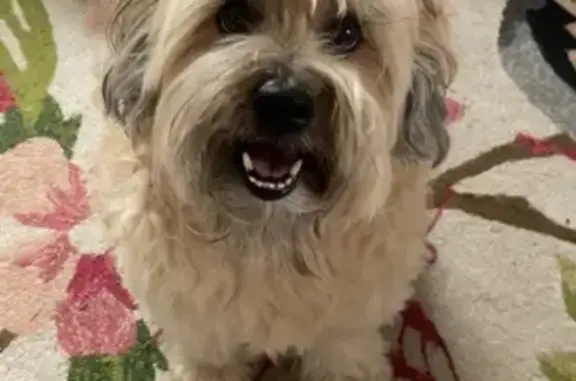 Lost dog, Gillan Street, 39, Brisbane - male, super friendly - photo