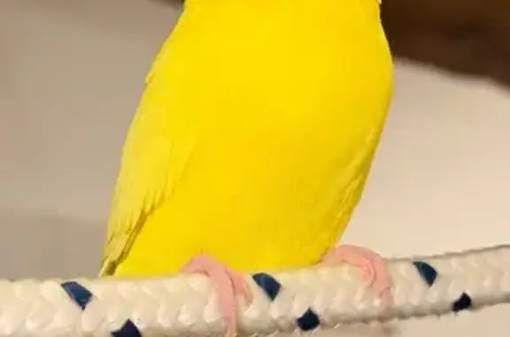 Animaux perdus Dinan, photo: Perdue oiseau mâle, Place des Cordeliers, 6, Dinan - petite perruche jaune très apprivoisée