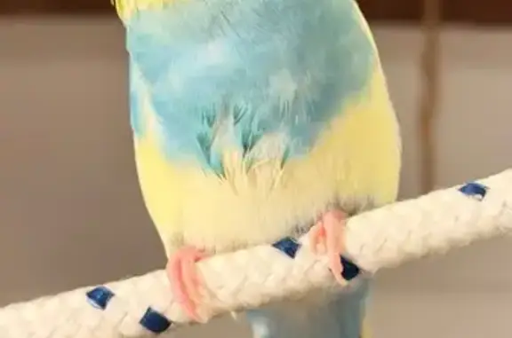Animaux perdus Rennes, photo: Perdue oiseau femelle, Place des Merciers, 6, Dinan, Rennes - petite perruche bleue