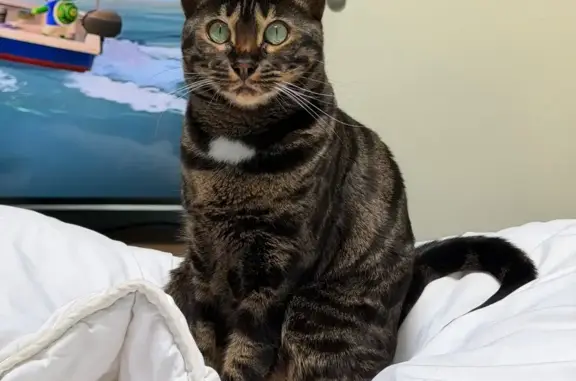 Animaux perdus Limoges, photo: Chat perdu, Rue Christophe Colomb, 24, Limoges - femelle tigrée marron foncé