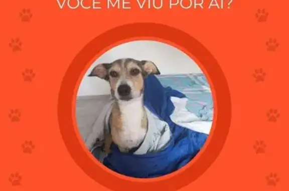 Cachorro perdido Fêmea (brl002830) - photo