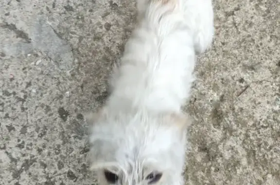 Encontrada perra hembra, Parad...
