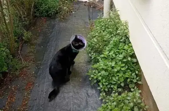 Animaux perdus Caen, photo: Chat perdu, Boulevard Georges Pompidou, Caen - chaton noir aux yeux verts