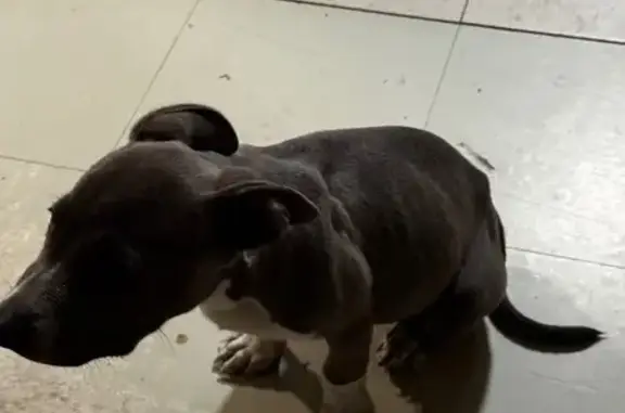 Found pets Merced, photo: Found dog, West 3rd Street, 1313, Merced - black female and grey male