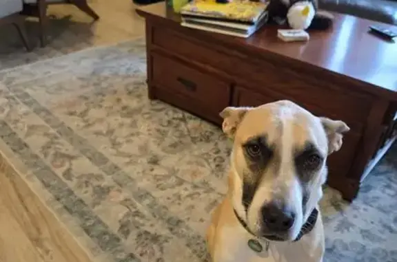 Lost pets Kansas City, photo: Lost dog, West Harney Road, Minnesota, Kansas City - male, skittish